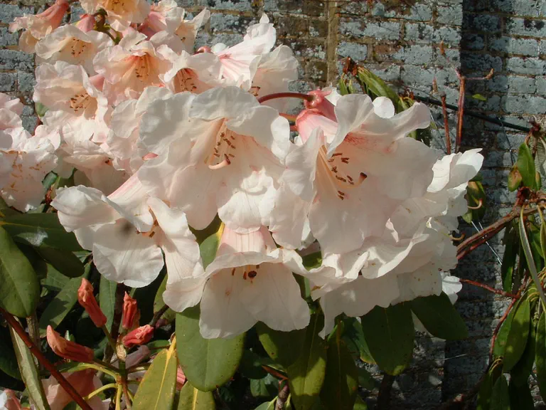 Photo of R. 'Jalisco Emblem', Rhododendron Hybrid