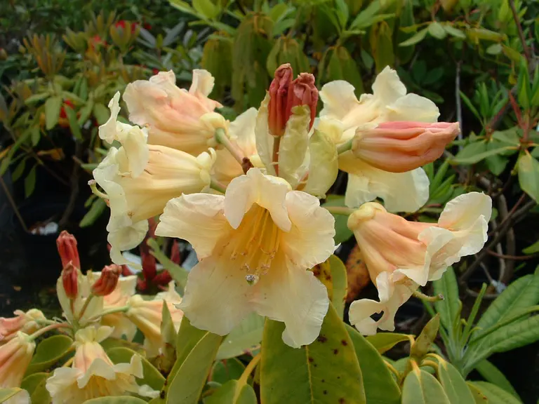 Photo of R. 'Jalisco Goshawk', Rhododendron Hybrid