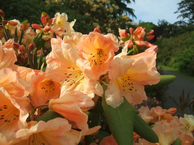 Photo of R. 'Jalisco Janet', Rhododendron Hybrid