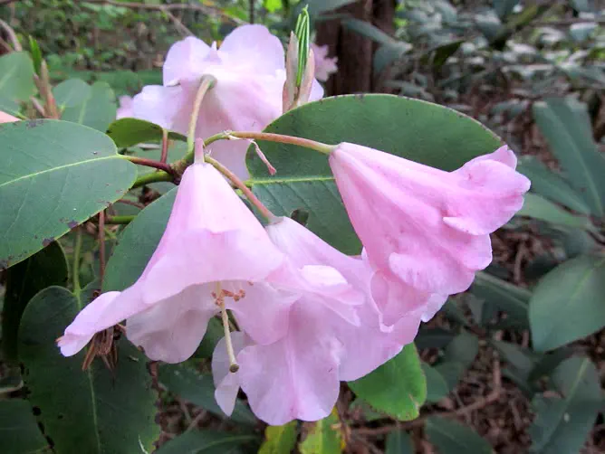 Photo of R. 'James Barto', Rhododendron Hybrid