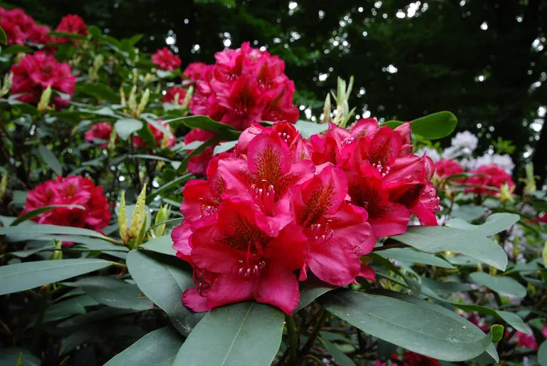 Photo of R. 'James Marshall Brooks', Rhododendron Hybrid