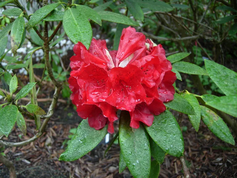 Photo of R. 'Jan Bee', Rhododendron Hybrid