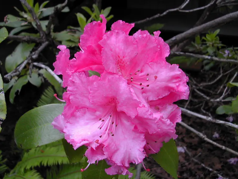 Photo of R. 'Jan Dekens', Rhododendron Hybrid