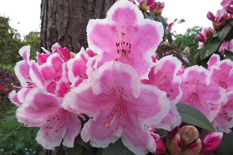 Photo of R. 'Janet Ward', Rhododendron Hybrid