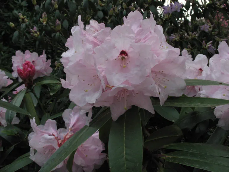 Photo of R. 'Alpine Glow', Rhododendron Hybrid