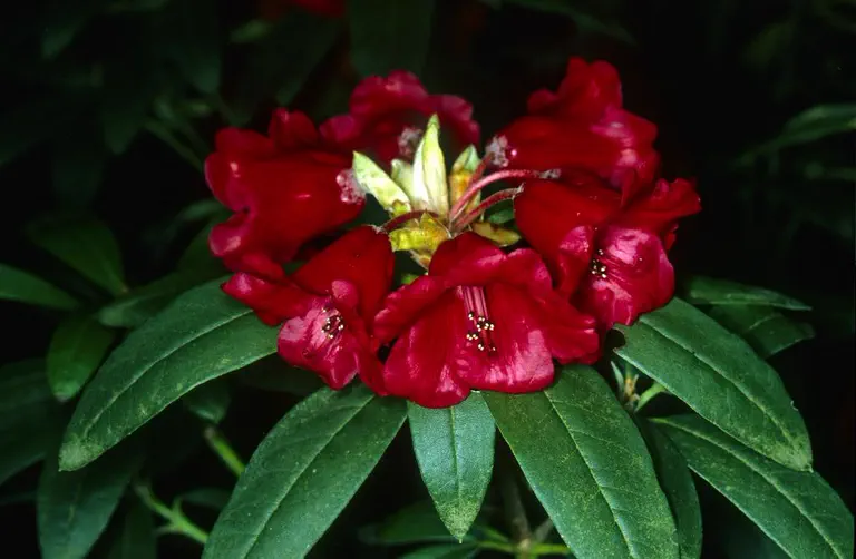 Photo of R. 'Jiminy Cricket', Rhododendron Hybrid