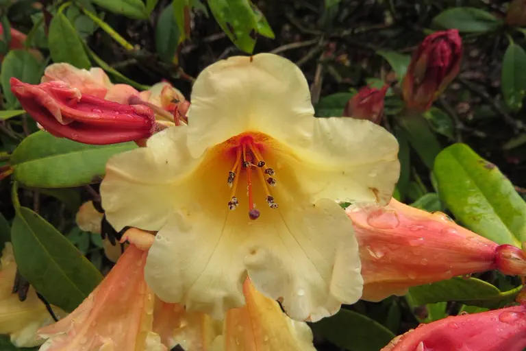 Photo of R. 'Jingle Bells', Rhododendron Hybrid