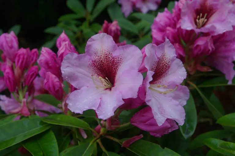 Photo of R. 'Joan Leslie Hammond', Rhododendron Hybrid