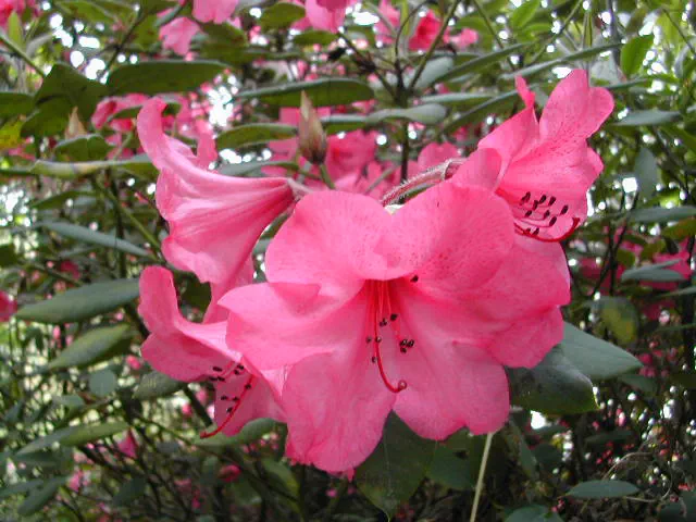 Photo of R. 'Jock', Rhododendron Hybrid