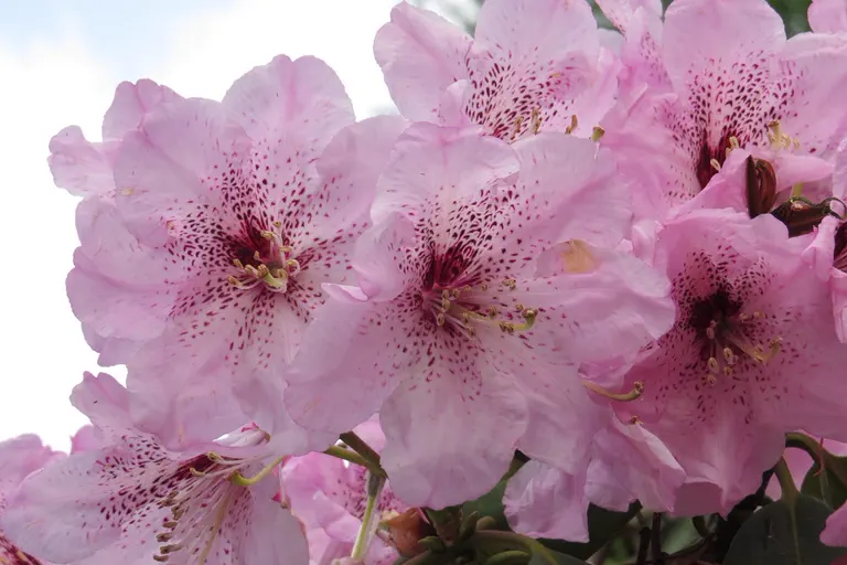 Photo of R. 'Johann Berg', Rhododendron Hybrid