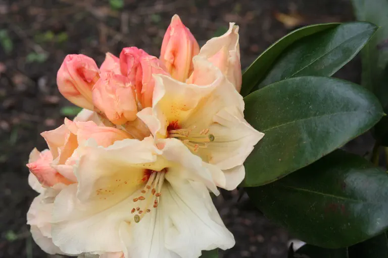 Photo of R. 'Ehrengold', Rhododendron Hybrid