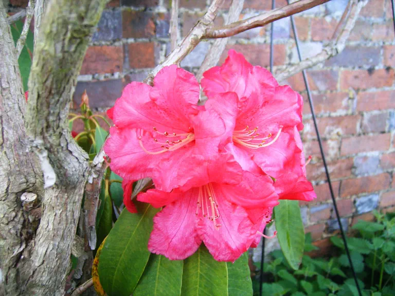 Photo of R. 'John Tremayne', Rhododendron Hybrid