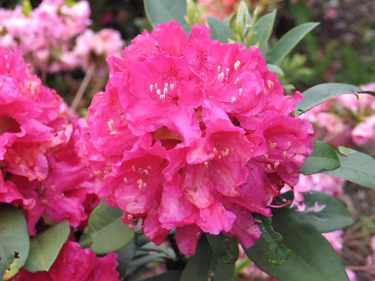 Photo of R. 'John Walter', Rhododendron Hybrid