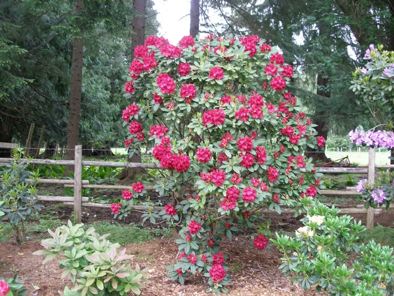 Photo of R. 'John Waterer', Rhododendron Hybrid