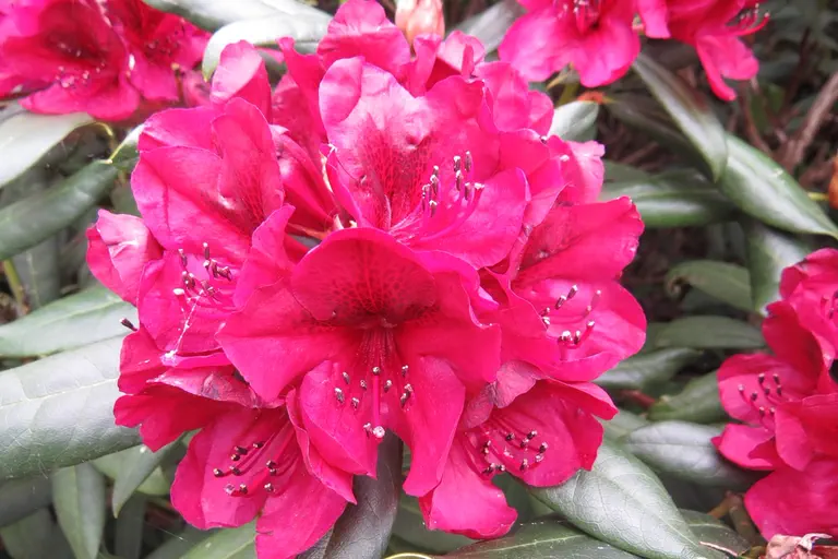 Photo of R. 'Jolly Madam', Rhododendron Hybrid