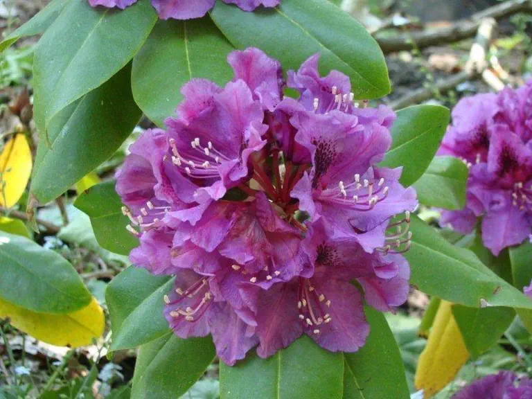 Photo of R. 'Jonathan Shaw', Rhododendron Hybrid