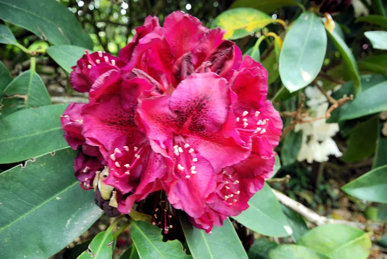 Photo of R. 'Joseph Whitworth', Rhododendron Hybrid
