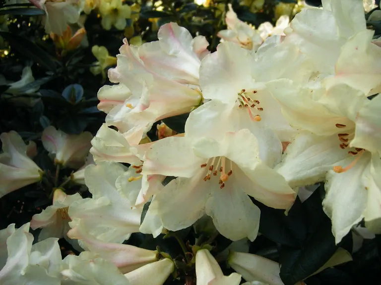 Photo of R. 'Julian Bramley', Rhododendron Hybrid