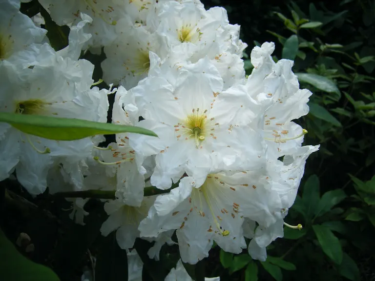 Photo of R. 'July Giant', Rhododendron Hybrid