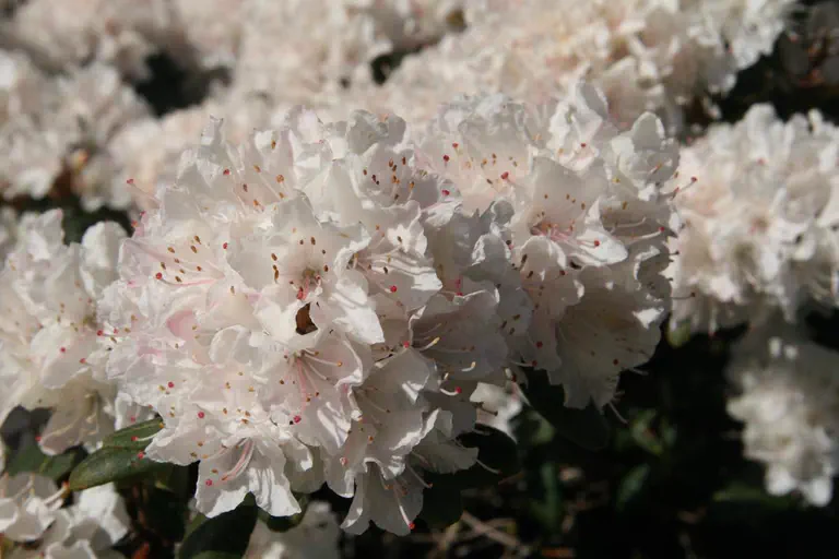 Photo of R. 'June Bee', Rhododendron Hybrid