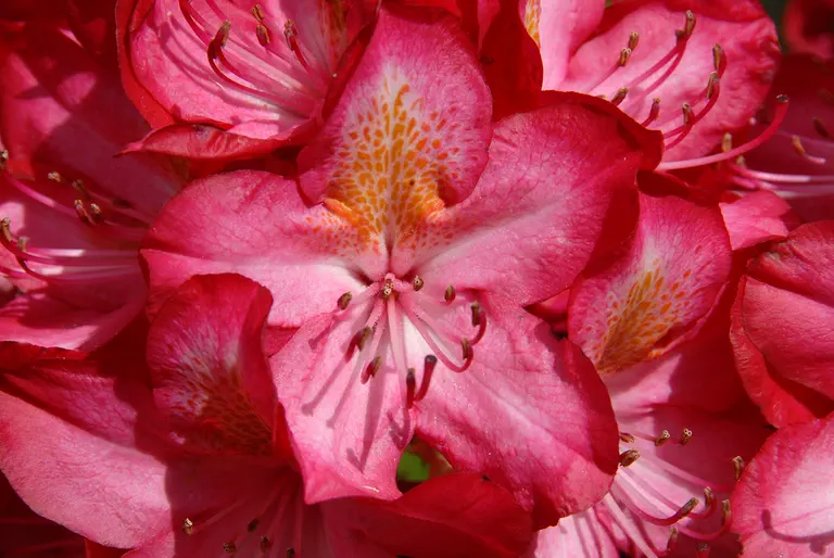 Photo of R. 'Hachmann's Junifeuer', Rhododendron Hybrid