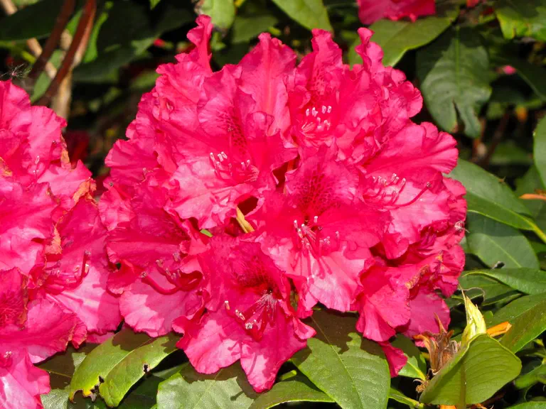 Photo of R. 'America', Rhododendron Hybrid