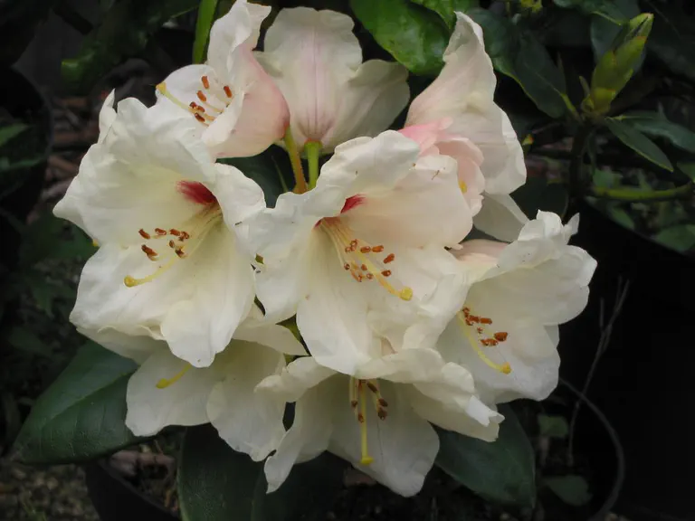 Photo of R. 'Flava Lackblatt', Rhododendron Hybrid