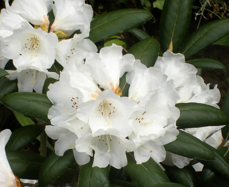Photo of R. 'Lady Adam Gordon', Rhododendron Hybrid