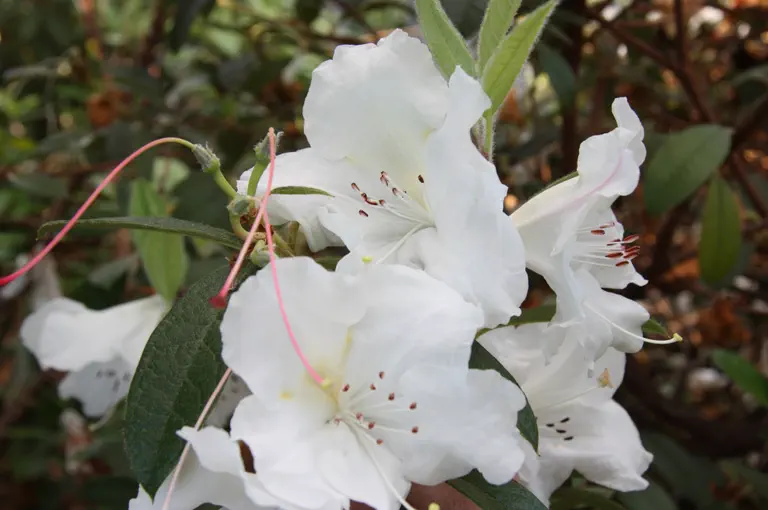Photo of R. 'Lady Alice Fitzwilliam', Rhododendron Hybrid