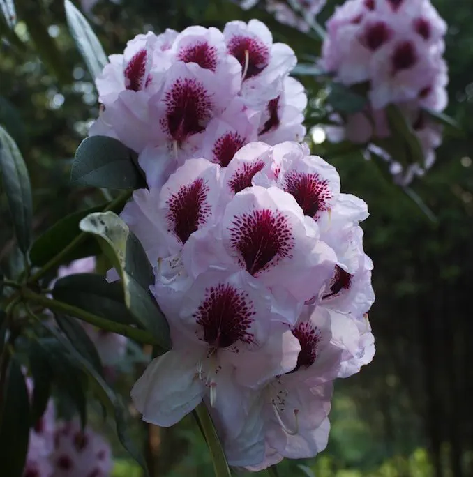 Photo of R. 'Lady Annette de Trafford', Rhododendron Hybrid