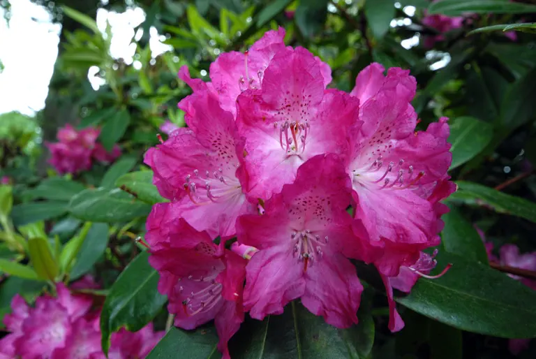 Photo of R. 'Lady Armstrong', Rhododendron Hybrid
