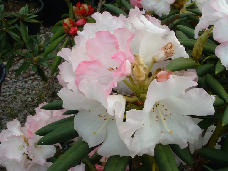 Photo of R. 'Lady Bowes Lyon', Rhododendron Hybrid