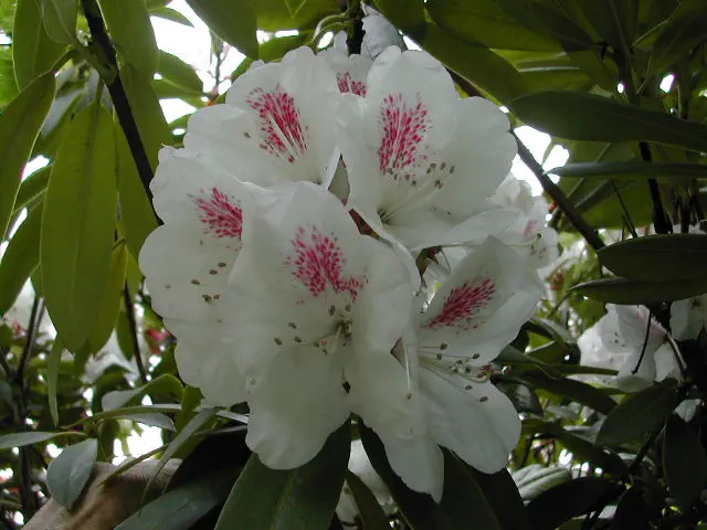 Photo of R. 'Lady De Rothschild', Rhododendron Hybrid