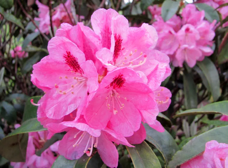 Photo of R. 'Lady Eleanor Cathcart', Rhododendron Hybrid