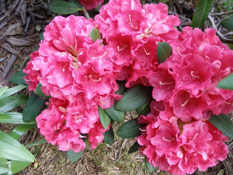 Photo of R. 'Amity', Rhododendron Hybrid
