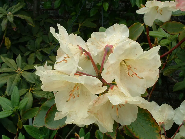 Photo of R. 'Lady Primrose', Rhododendron Hybrid