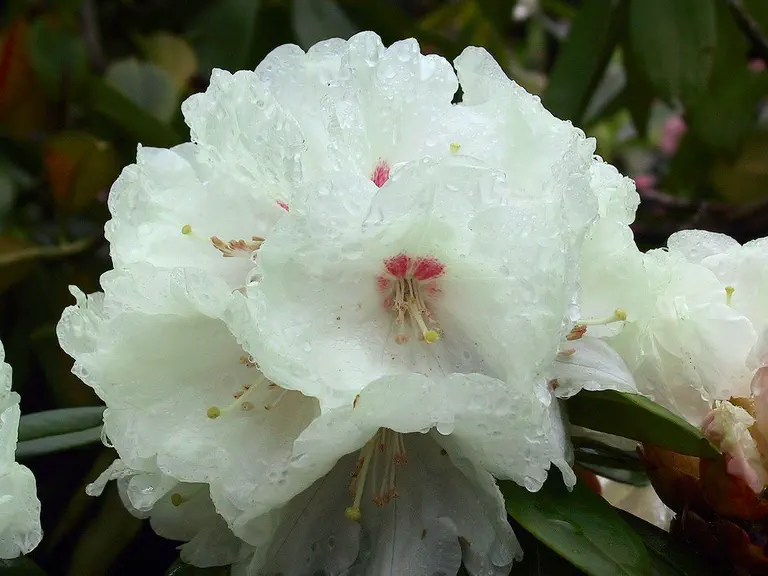Photo of R. 'Lady Romsey', Rhododendron Hybrid