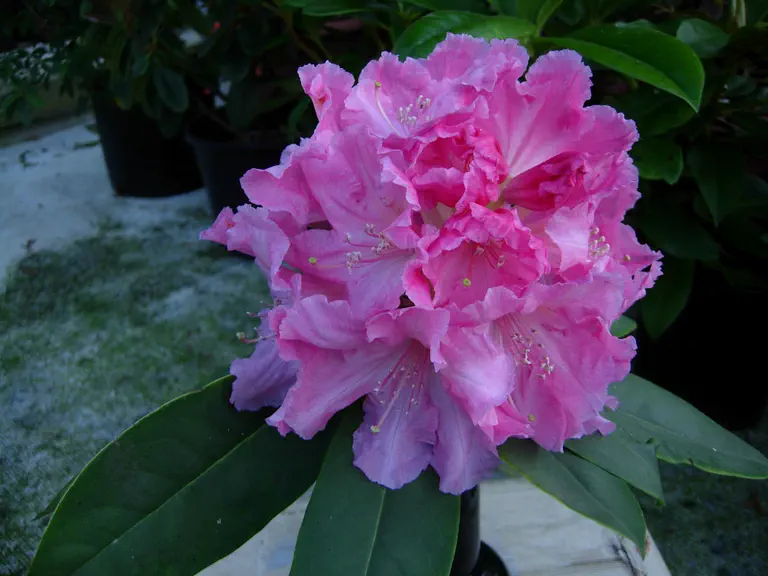 Photo of R. 'Ladybird', Rhododendron Hybrid