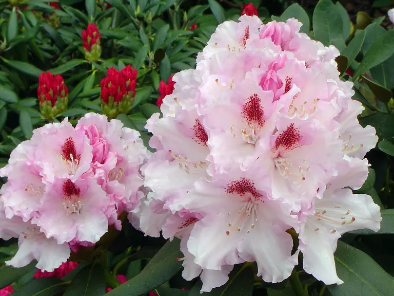 Photo of R. 'Lamentosa', Rhododendron Hybrid
