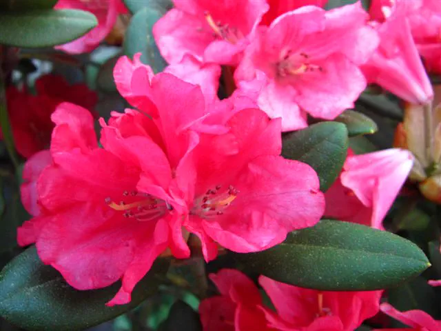 Photo of R. 'Lampion', Rhododendron Hybrid