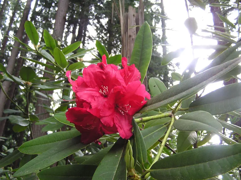 Photo of R. 'Lamplighter', Rhododendron Hybrid