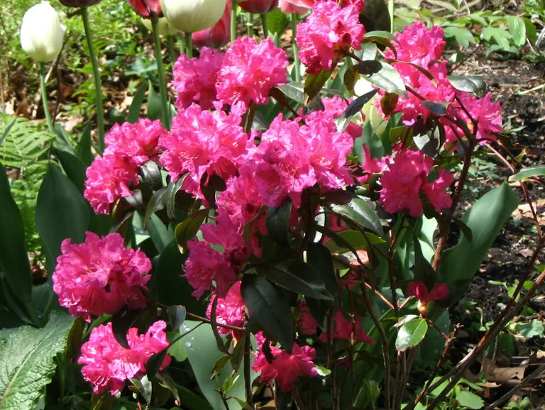 Photo of R. 'Landmark', Rhododendron Hybrid