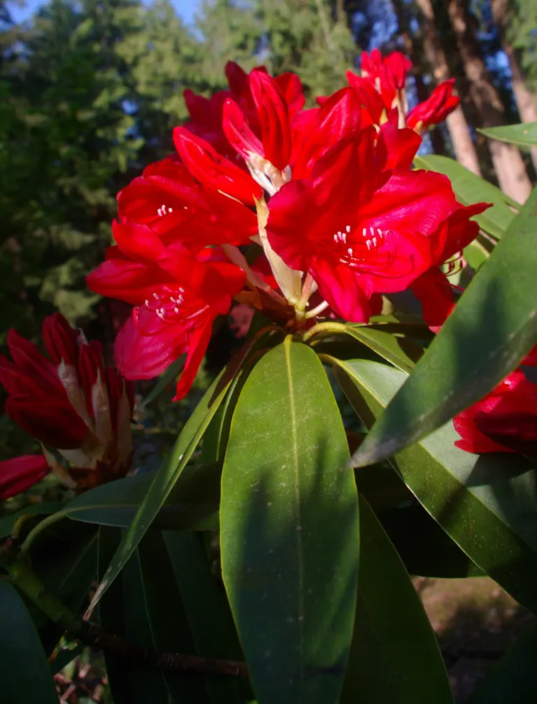 Photo of R. 'Langley Park', Rhododendron Hybrid
