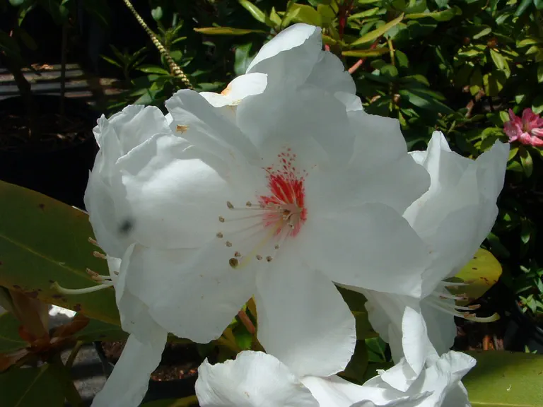 Photo of R. 'Langworth', Rhododendron Hybrid