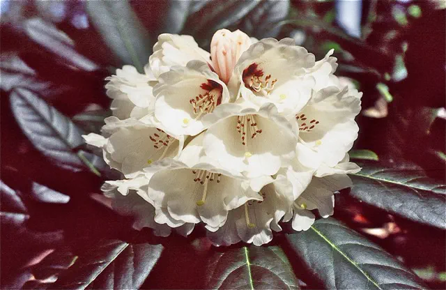 Photo of R. 'Laramie', Rhododendron Hybrid
