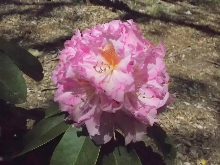 Photo of R. 'Lavender Princess', Rhododendron Hybrid