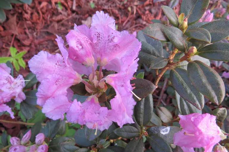 Photo of R. 'Lavendula', Rhododendron Hybrid