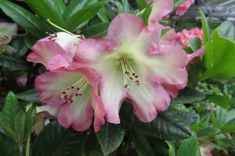 Photo of R. 'Lea Rainbow', Rhododendron Hybrid