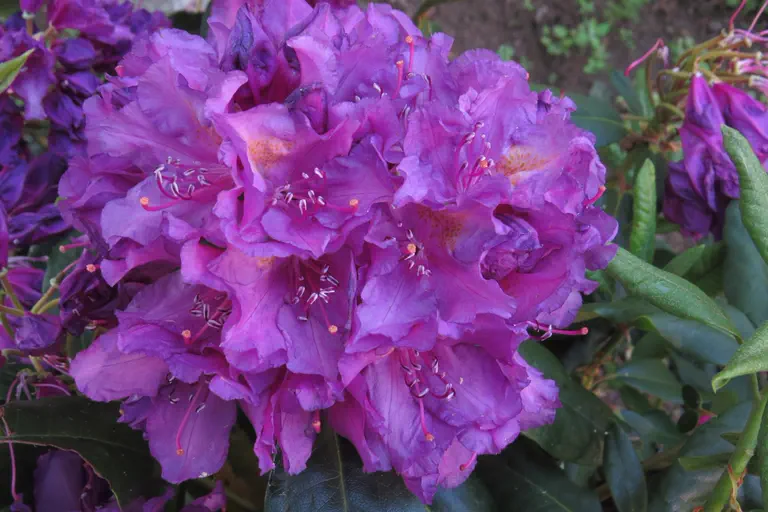 Photo of R. 'Lee's Dark Purple', Rhododendron Hybrid