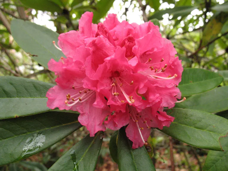 Photo of R. 'Lee's Scarlet', Rhododendron Hybrid